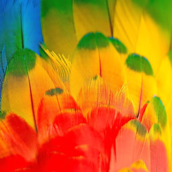 Scarlet Macaw feathers — Stock Photo, Image