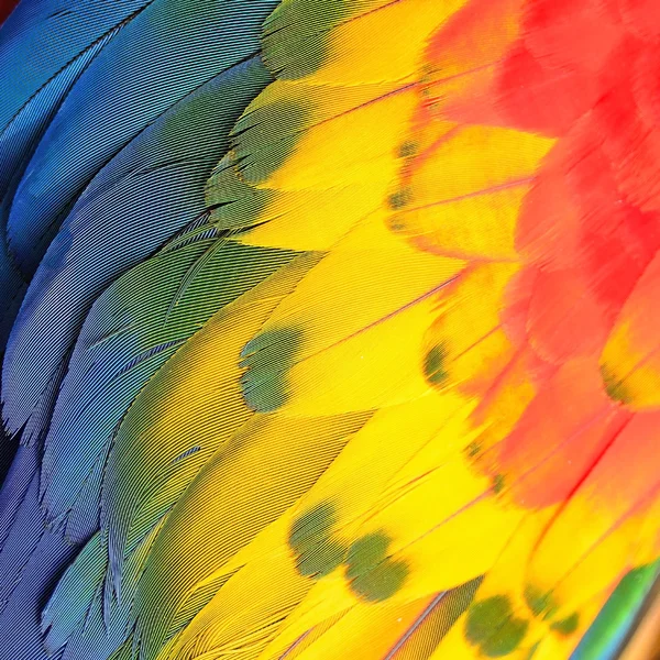 Scarlet Macaw feathers — Stock Photo, Image