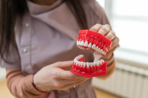 Presentation Jaw Dentist Hands — Stock Photo, Image