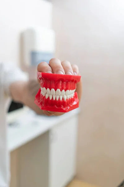 Presentation Jaw Dentist Hands — Stock Photo, Image