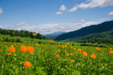 Dağların tepesindeki yeşil vadi yaz günlerinde gökyüzünü aydınlatacak manzarayla çiçeklerle süslenir. Yaz manzarası, Altai Dağları.