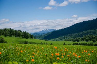Dağların tepesindeki yeşil vadi yaz günlerinde gökyüzünü aydınlatacak manzarayla çiçeklerle süslenir. Yaz manzarası, Altai Dağları.