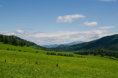Dağların tepesindeki yeşil vadi yaz günlerinde gökyüzünü aydınlatacak manzarayla çiçeklerle süslenir. Yaz manzarası, Altai Dağları.