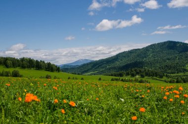 Dağların tepesindeki yeşil vadi yaz günlerinde gökyüzünü aydınlatacak manzarayla çiçeklerle süslenir. Yaz manzarası, Altai Dağları.