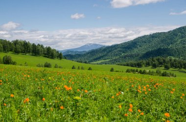 Dağların tepesindeki yeşil vadi yaz günlerinde gökyüzünü aydınlatacak manzarayla çiçeklerle süslenir. Yaz manzarası, Altai Dağları.
