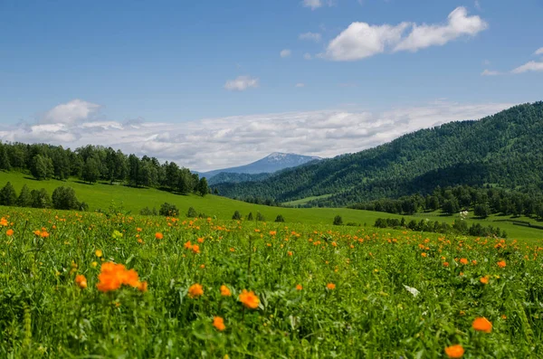 Dağların tepesindeki yeşil vadi yaz günlerinde gökyüzünü aydınlatacak manzarayla çiçeklerle süslenir. Yaz manzarası, Altai Dağları.