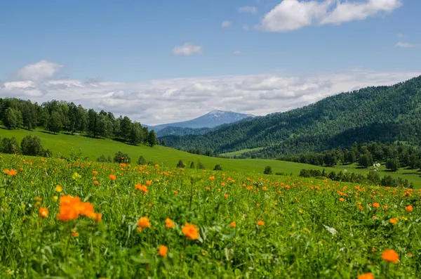 Dağların tepesindeki yeşil vadi yaz günlerinde gökyüzünü aydınlatacak manzarayla çiçeklerle süslenir. Yaz manzarası, Altai Dağları.