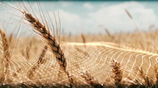 Пшеничное Поле Абстрактными Ткацкими Элементами Точками — стоковое видео