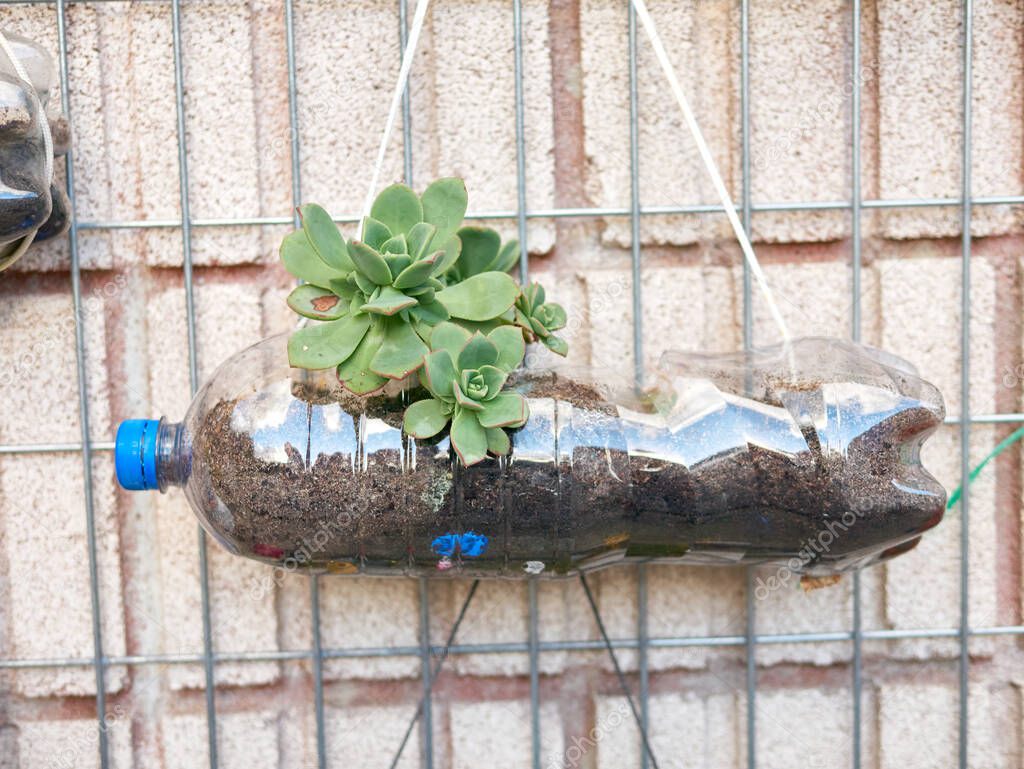 Flowerpot made with a bottle of plastic hanging from a wall