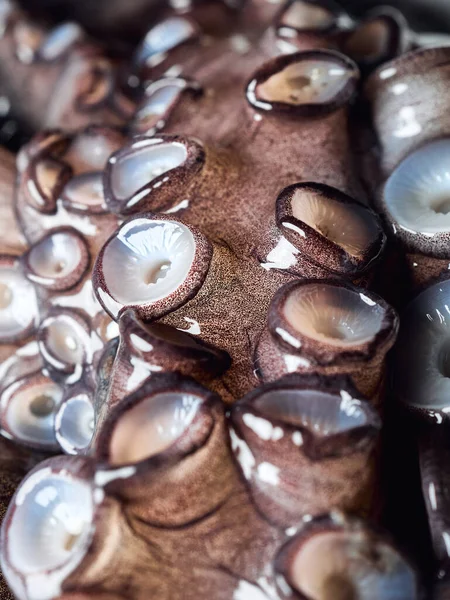 Rauwe Octopus Met Sukkels Extreem Close Look Geen Mensen Verticaal — Stockfoto