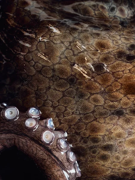 Glanzende Octopus Mantel Extreme Close Look Geen Mensen — Stockfoto