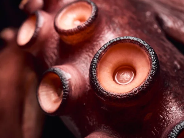Gekookte Roze Octopus Close Look Van Zijn Sukkels Geen Mensen — Stockfoto