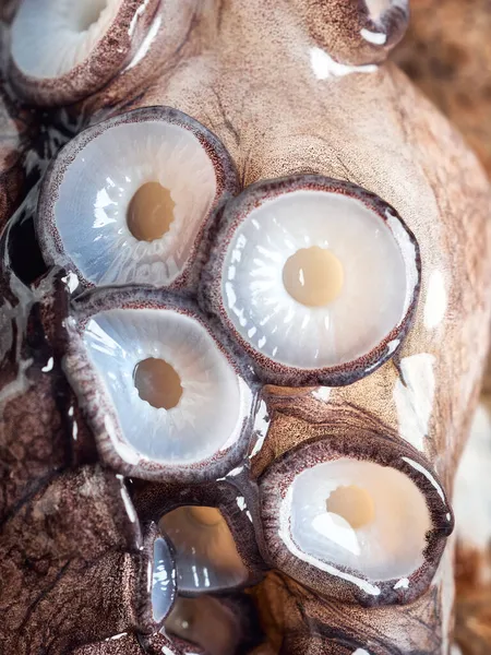 Verse Octopus Ledemaat Arm Extreme Close Look Geen Mensen Zien — Stockfoto