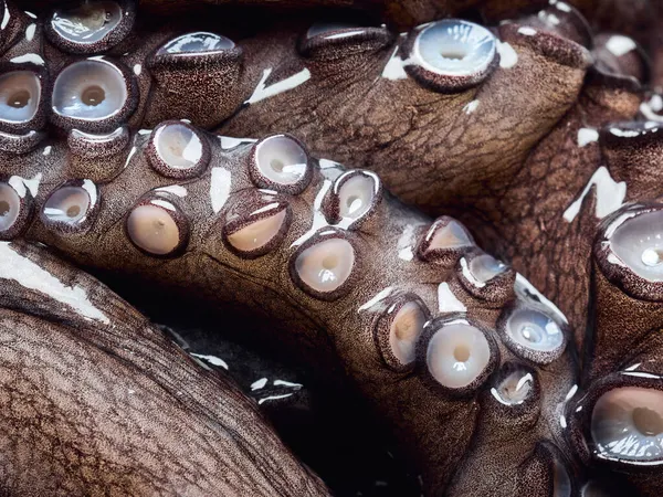 Raw Fresh Octopus Arms Limbs Extreme Close Look — Stock Photo, Image