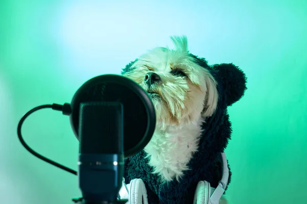 Cane Maltese Accanto Microfono Pronto Parlare Podcast Con Cuffie Bianche — Foto Stock