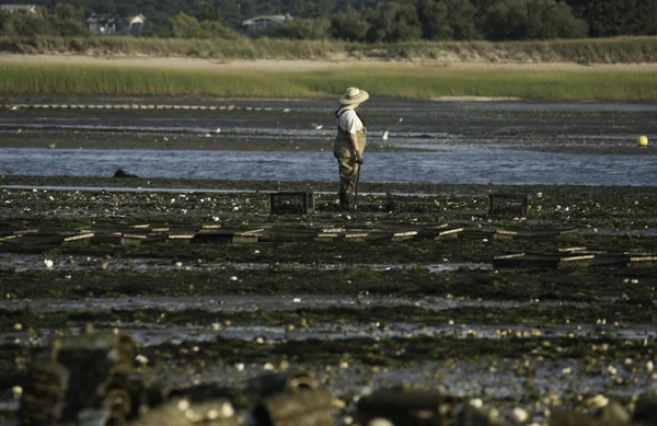 Persona de pesca de ostras en Cape Cod Massachusetts —  Fotos de Stock