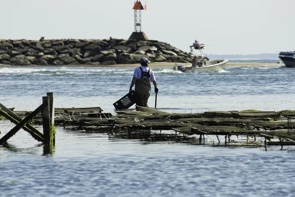 Pescador de ostras en Cape Cod Massachusetts —  Fotos de Stock