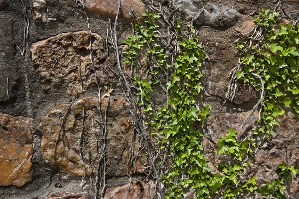 Efeu auf Steinmauern — Stockfoto