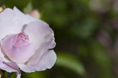 Kopya alanı ile pembe gül