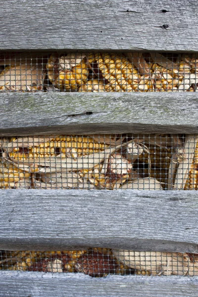 トウモロコシのまぐさ桶 — ストック写真