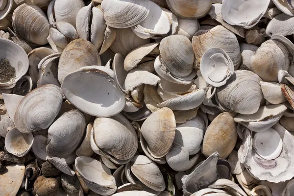 Pilha de conchas do mar em Wellfleet, MA — Fotografia de Stock