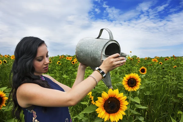 Femme arrosage tournesols — Photo