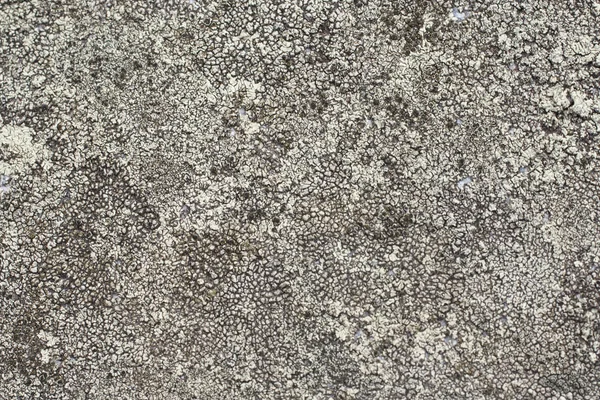 Lichen grå tekstureret baggrund - Stock-foto
