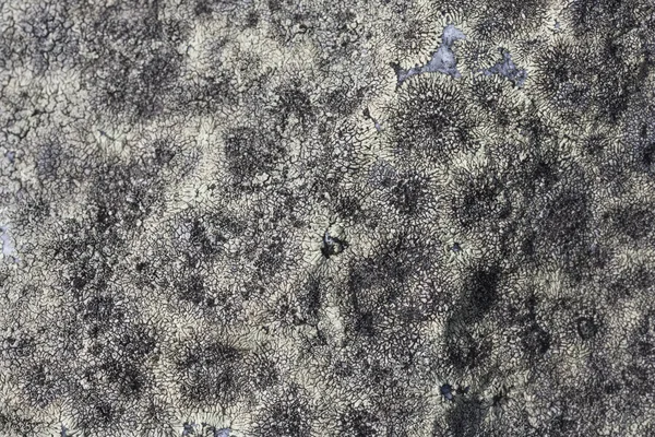 Lichen gris fond texturé — Photo