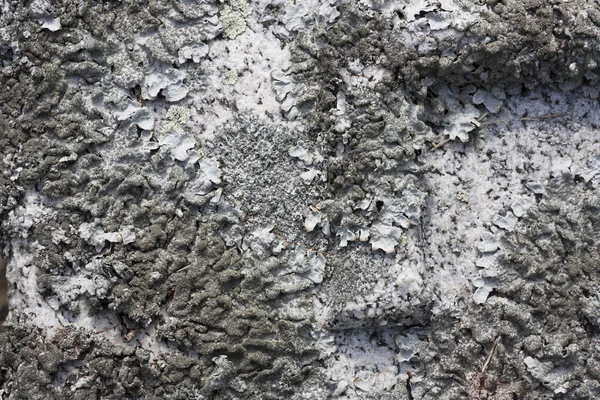 Lichen gris fond texturé — Photo