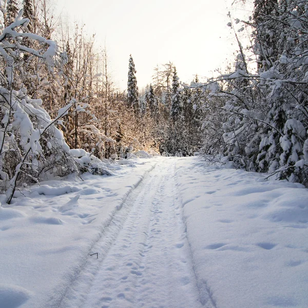 Natur på vintern — Stockfoto