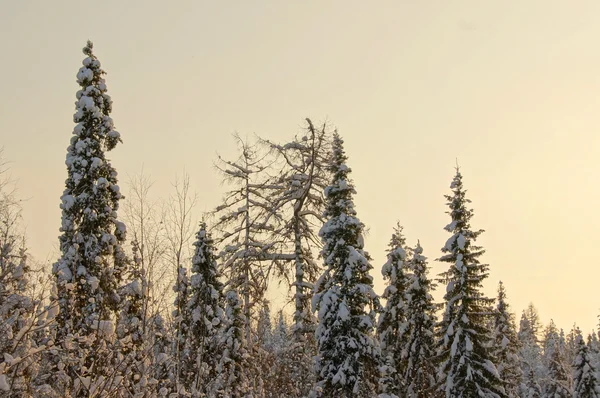 Natur på vintern — Stockfoto