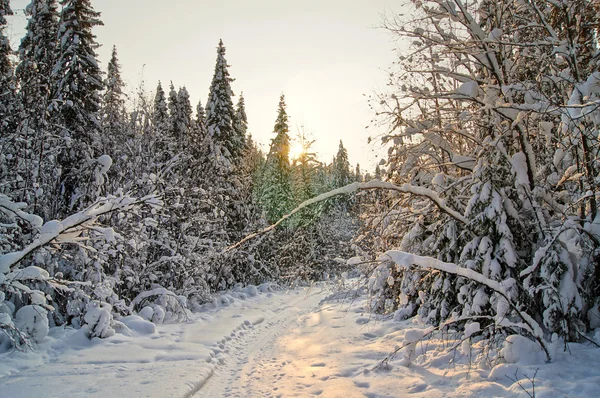 Natur på vintern — Stockfoto
