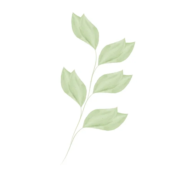 Ramo Com Folhas Verdes Planta Elegante Abstrato Estilo Aquarela Ilustração — Vetor de Stock