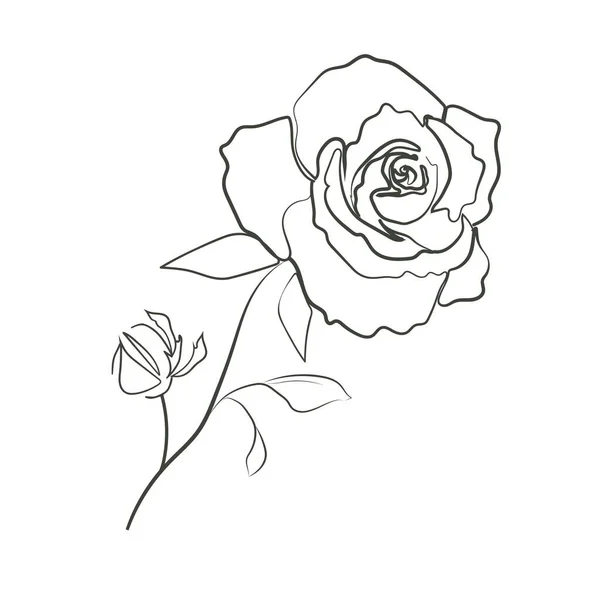 Роуз Лінійний Малюнок Ізольовано Білому Тлі Квіти Одна Лінія Векторний — стоковий вектор