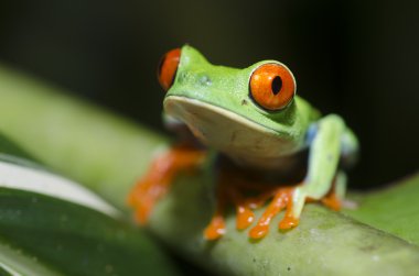 kırmızı gözü yeşil kurbağa, amfibi callidryas