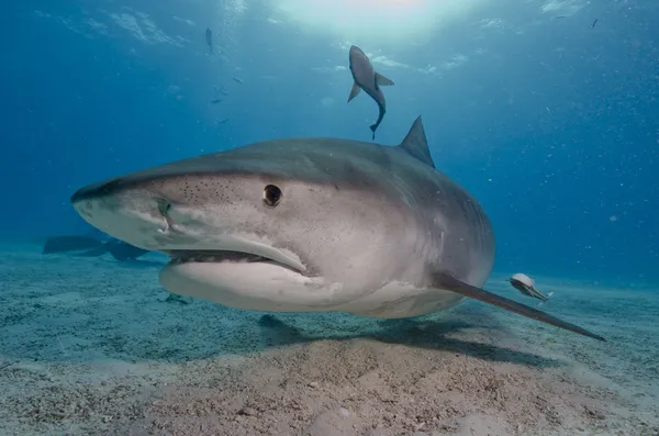 Tiger Shark Royalty Free Stock Photos