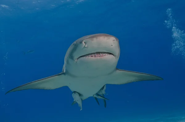 Лимонний акули — стокове фото