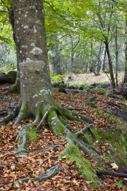 Sonbaharda akçaağaç yaprakları ve ağaçlar