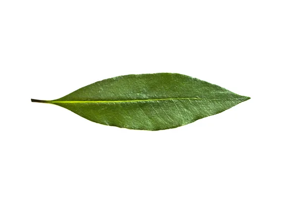 Single isolated leaf on a white background — Stock Photo, Image