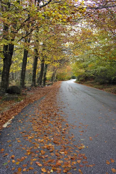 Sonbahar ağaçlarda renkli sargı köy yolunda — Stok fotoğraf