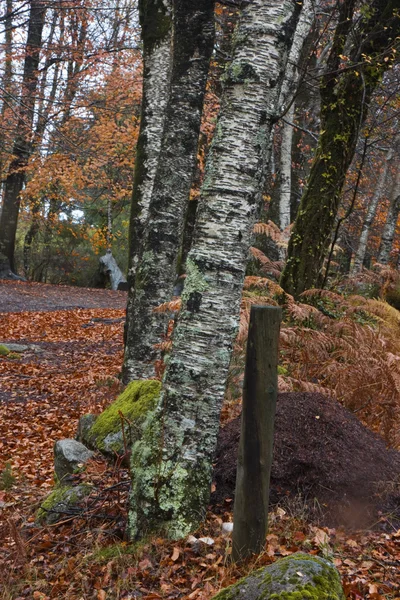 Wald mit bunten Herbstblättern — Stockfoto