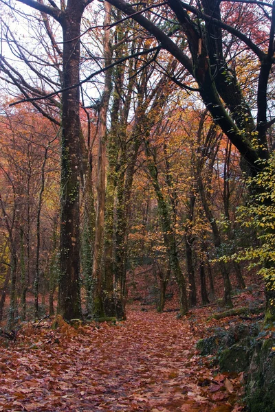 Bos met kleurrijke herfstbladeren — Stockfoto