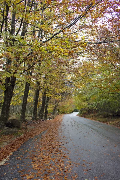 Sonbahar ağaçlarda renkli sargı köy yolunda — Stok fotoğraf