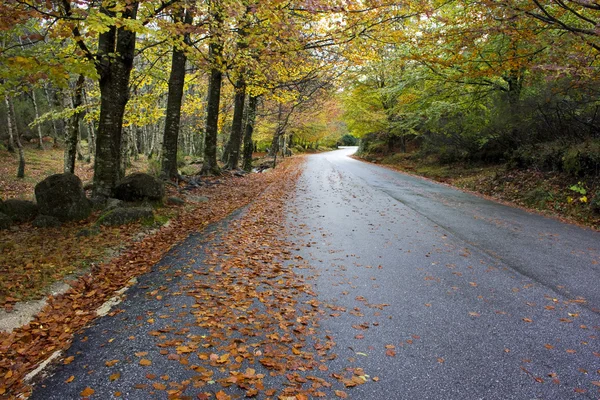 Bunte Herbstbäume auf einer kurvenreichen Landstraße Stockbild
