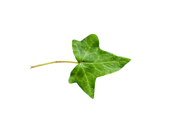Single isolated leaf on a white background — Stock Photo, Image