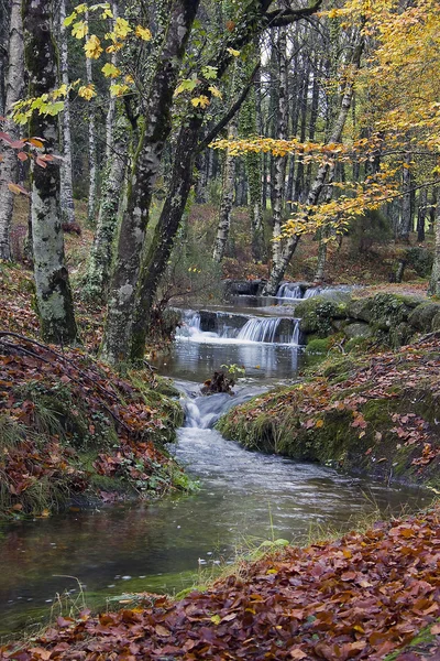 Sonbaharda akçaağaç yaprakları ve ağaçlar — Stok fotoğraf