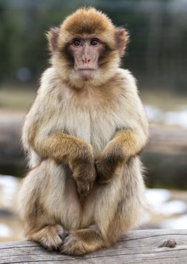 Barbar maymun (Macaca sylvanus)