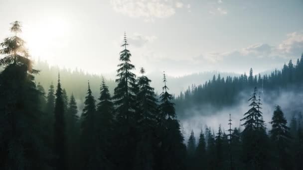 Lecąc Przez Chmury Porannej Mgły Lesie Mglisty Zielony Las Sosnowy — Wideo stockowe