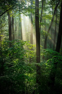 güneşli yeşil orman