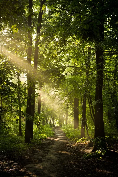 Bosque verde soleado — Foto de Stock